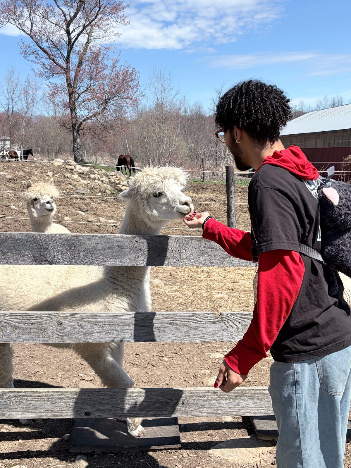 Village youth feeding alpacas during a farm enrichment day